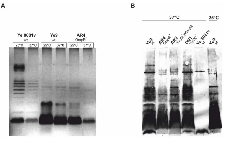 Figure 10. Analysis of LPS of Y. enterocolitica O:9 strains. A . The bacteria were grown in LB medium at 25 or 37uC to an OD 600 of 1.2