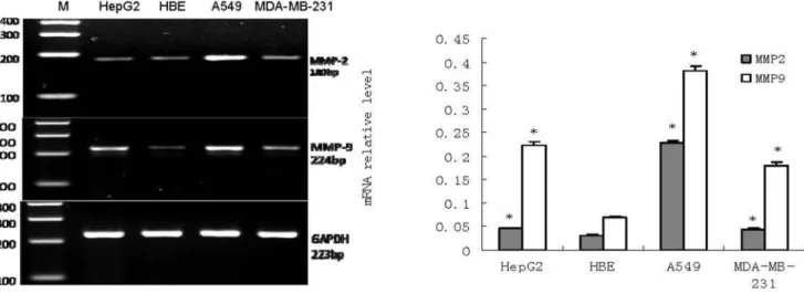 Figure 1. mRNA expression of MMP-2 and MMP-9 in HepG2, HBE, A549 and MDA-MB-231 (n = 3)