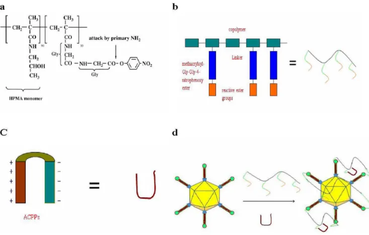 Figure 5. Scheme 1. HPMA copolymers and ACPPs used for adenovirus polymer coating. (a) structure of pHPMA-ONp; scheme for virus modification involving (b) HPMA copolymers used for adenovirus polymer coating; (c) ACPPs used for targeting MMP-overexpressing 