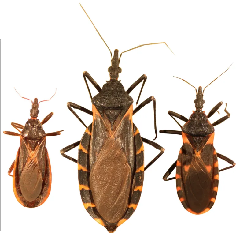 Fig 1. Three species of kissing bugs commonly found in Texas. (Left to right) Triatoma protracta, the most common species in the western U.S.;