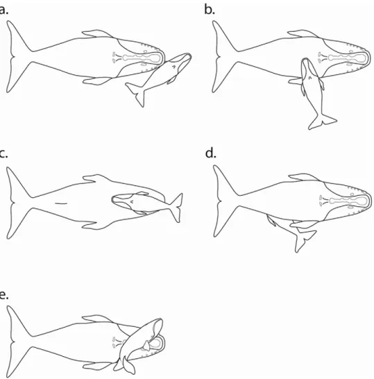 Figure 4. Mother-calf interactions and behaviors: a. Calf positioned diagonally with mother’s chin touching calf