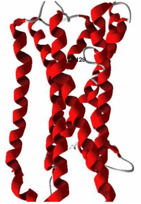 Fig. 5 3D model of DOR – Model B, generated by MODELLER.  