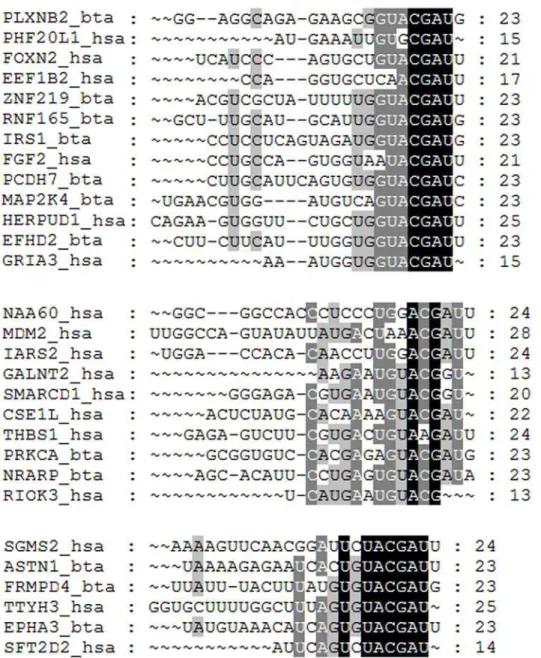 Fig 3. The multiple sequences alignment among the binding regions of 15 miR-487b targets in cow (_bta) and 46 targets in human (_hsa).