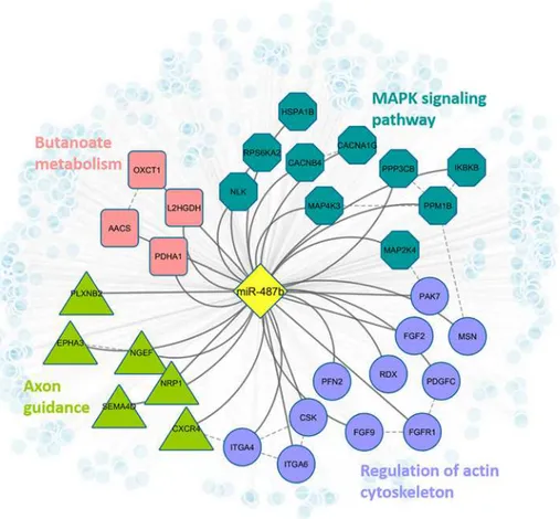 Fig 4. Regulatory network of bta-miR-487b in human. Blue octagon nodes indicate genes that are involved in MAPK signaling pathway (adjusted fisher test p-value = 0.034); purple circle nodes indicate genes that are involved in regulation of actin cytoskelet