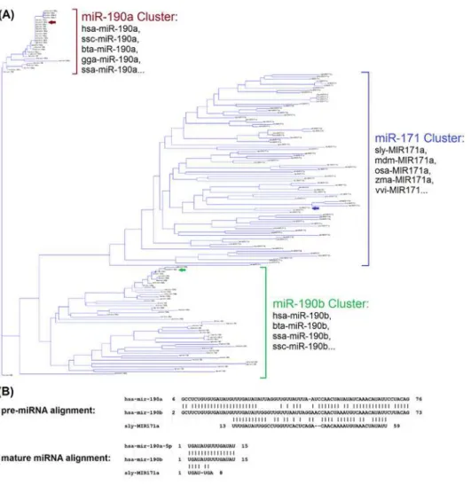 Fig 2. Phylogenetic tree of miR-190/171 family and sequence alignments of hsa-miR-190a/b and sly- sly-MIR171a