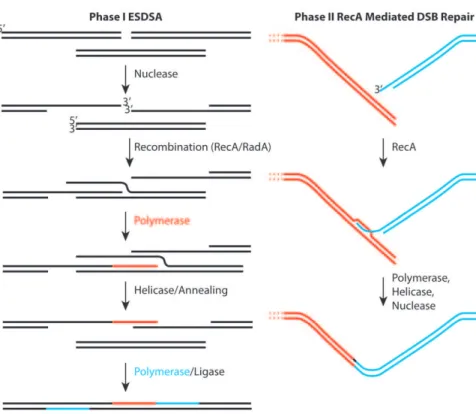 Figure 1. Two stages of genome reconstitution in Deinococcus radiodurans . The first stage, extended synthesis-dependent single-strand annealing (ESDSA) is dominated by nuclease and DNA polymerase functions