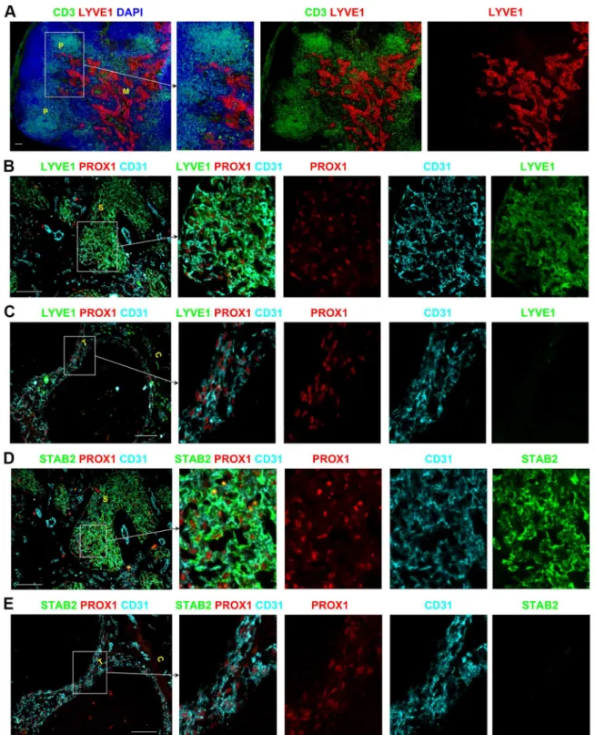 Figure S3E-F in File S1). These capsular LYVE1 + cells expressed CD45 and CD68 consistent with them being APCs, while the LYVE1 + LECs in the sinuses were negative for CD45 and CD68 (Figure S3D–G in File S1).