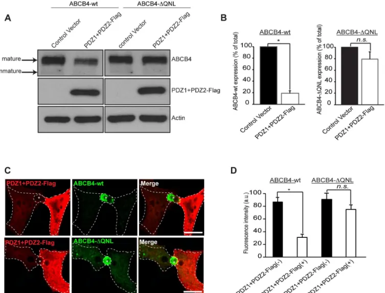 Fig 6. Effect of overexpression of the PDZ domains of EBP50. (A) ABCB4-wt- or ABCB4-ΔQNL-expressing HepG2 cells were transiently transfected with the Flag-tagged EBP50 PDZ domains (PDZ1+PDZ2-Flag) or with the empty vector-Flag (control vector)