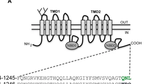 Fig 1. The C-terminus of ABCB4 ends by a PDZ-like motif. (A) Schematic representation of ABCB4.