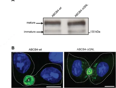 Fig 2. Expression and localization of ABCB4-wt and ABCB4-ΔQNL. (A) ABCB4 was detected by immunoblotting from cell lysates of HepG2 cells stably expressing ABCB4-wt or ABCB4-ΔQNL
