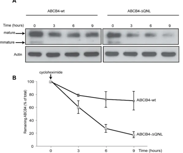 Fig 3. Stability of ABCB4-wt and ABCB4-ΔQNL. (A) Stability of ABCB4-wt or ABCB4-ΔQNL was analyzed in stably transfected HepG2, after inhibiting protein synthesis with cycloheximide (25 μg/mL)