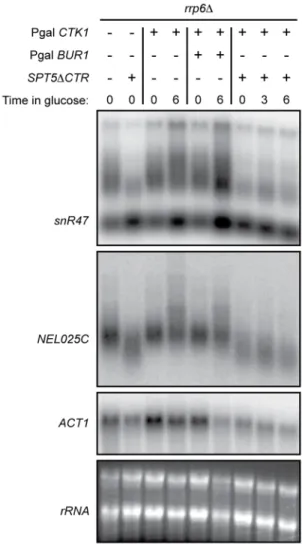 Figure S1 Loss of CTK1 results in readthrough at snoRNAs. (A, B and C) Northern blot analysis of snR43, snR82, and snR60 transcripts in ctk1D and sen1-1 cells The positions of the probes are indicated above the Northern blots