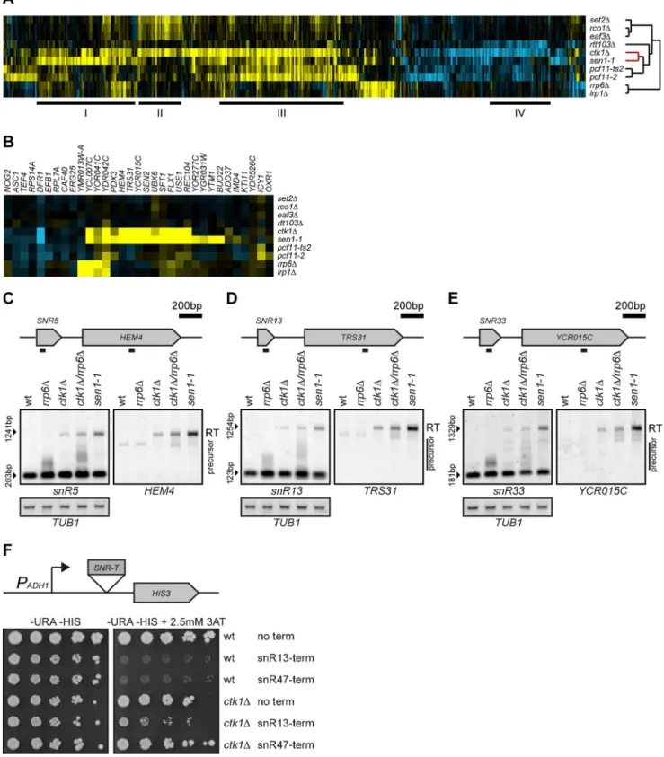 Figure 1. Loss of CTK1 results in readthrough at snoRNAs. (A) Unsupervised hierarchical cluster diagram (cosine correlation) of expression changes in mutants of Ctk1p and several CTD-binding factors