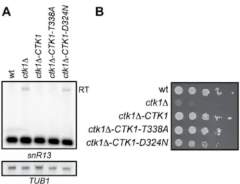 Figure 3. Readthrough is kinase-dependent. (A) Northern blot analysis of ctk1D with a genomically integrated copy of wt,  CTK1-T338A, or CTK1-D324N