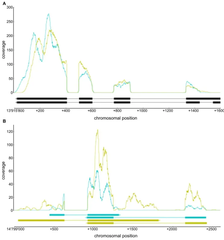 Figure 2. Examples of sequence coverage in annotated (A) and unannotated (B) regions. Graphs in the upper parts of the panels represent the number of hits per base within the two replicates (CC1: cyan, CC2: yellow)