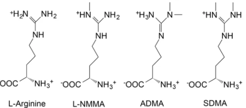 Fig 1. Arginine and its endogenous methylated derivatives. Arginine is the normal substrate for NOS resulting in NO formation