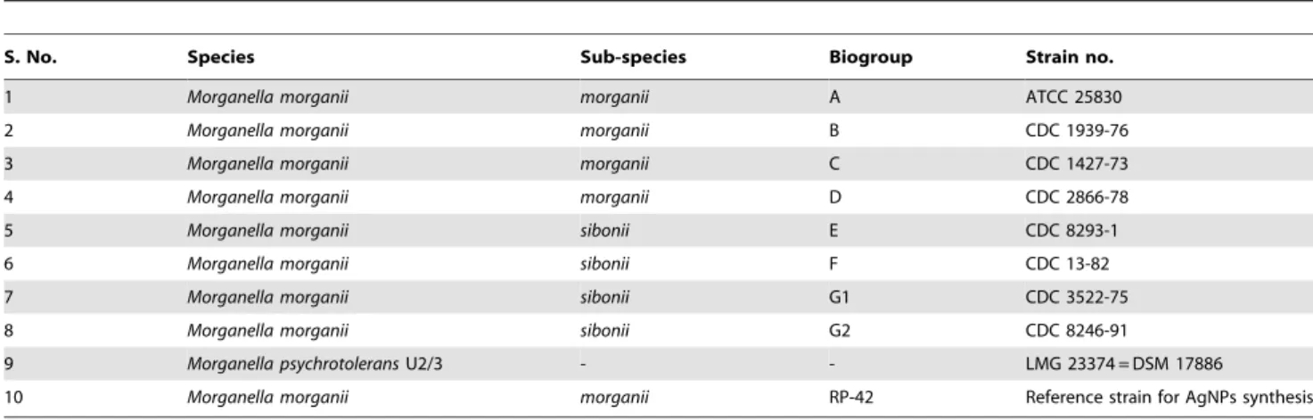Figure 6. 1% Ethidium bromide stained agarose gel shows PCR products of silE gene homologue from all biogroups/type strains of Morganella including M