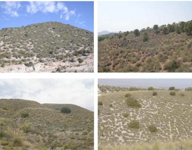 Fig. 1. View of different Stipa tenacissima steppes from Central and South-East Spain, showing the typical two-phase mosaic of bare ground areas and S