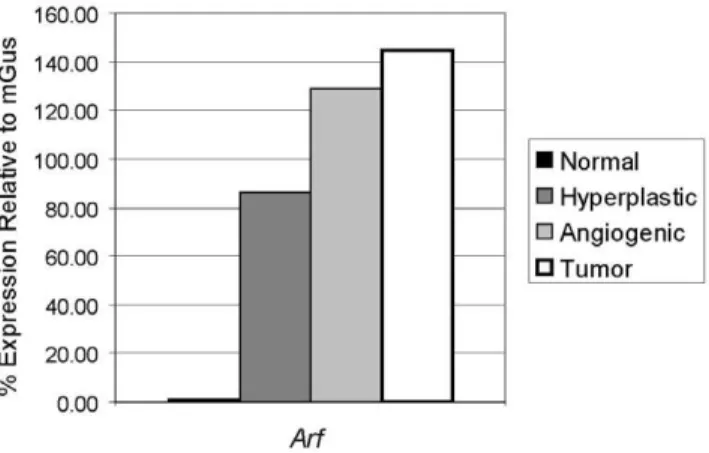 Figure 1. Expression of Arf mRNA during RIP-Tag2 tumor progression. The mRNA levels of Arf were assessed using quantitative RT-PCR on cDNA generated from RNA pools of normal non-transgenic islets, and hyperplastic islets, angiogenic islets (isolated islets