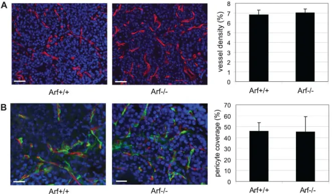 Figure 6. Arf expression and the effect of knockout in tumor stromal compartment. (A) Expression of Arf in the different constituent RIP- RIP-Tag2 tumor cell types