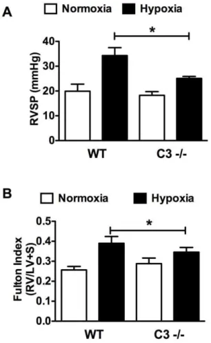 Figure 4. Loss of C3 attenuates muscularization of pulmonary arterioles in response to CH