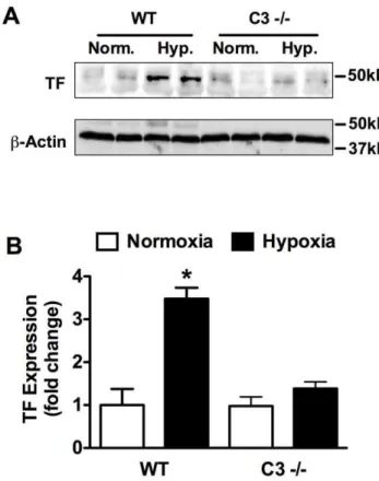 Figure 10. Decreased fibrin deposition in hypoxic C32/2 mice. (A) Representative images of lung sections from normoxic or hypoxic WT or C3 2/2 mice stained for fibrin(ogen) and nuclei (DAPI)