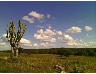 Figura 3. Mandacaru 12  y paisaje de la Caatinga, Piranhas. Fuente: Elaboración propia