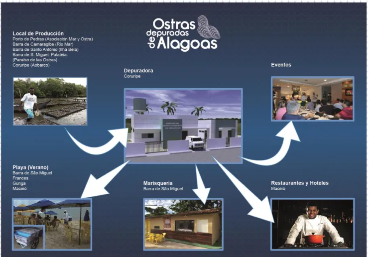 Figura 8.- Esquema del Programa Ostras Depuradas de Alagoas 