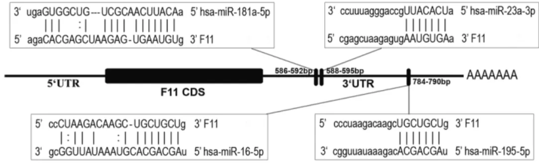 Figure 1. Schematic representation of predicted target sites of miRNAs in F11 39UTR. The predicted binding sites of miR-181a-5p, miR-23a- miR-23a-3p, miR-16-5p, and miR-195-5p are indicated in the F11 39UTR (1,060 bp)