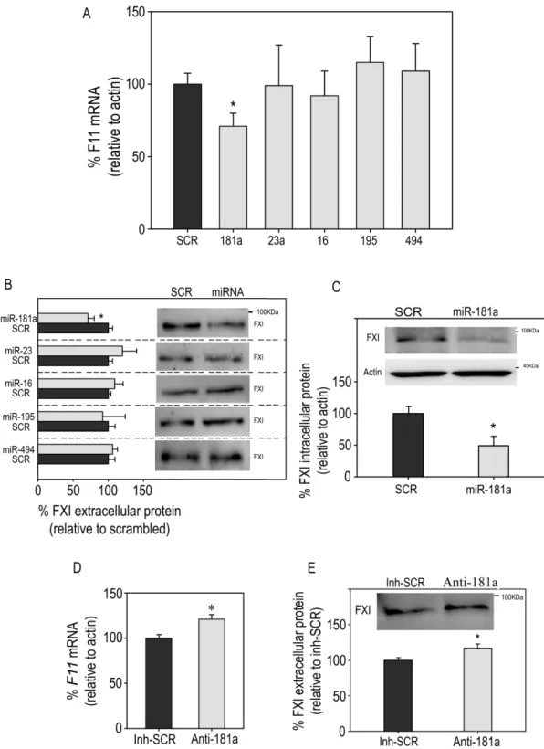 Figure 2. Effect of miRNAs on FXI expression. HepG2 cells were transfected with 100 nM mimic precursors miR-181a-5p (181a), miR-23a-3p (23a), miR-16-5p (16), miR-195-5p (195), miR-494 (494) or SCR