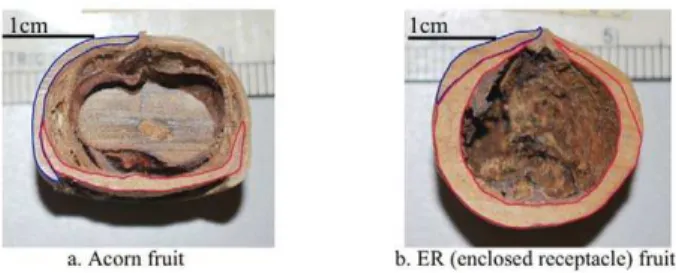 Figure 1. Acorn and Enclosed Receptacle (ER) fruit types. The bar indicates the scale of the seeds