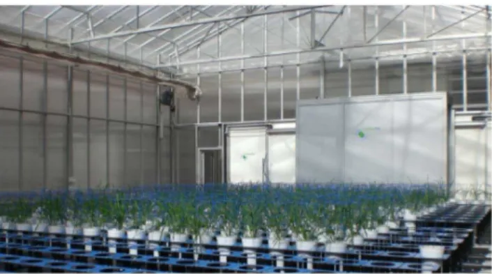 Figure 1. View of experiment 1 with five-week old barley S42IL plants growing in The Plant Accelerator.