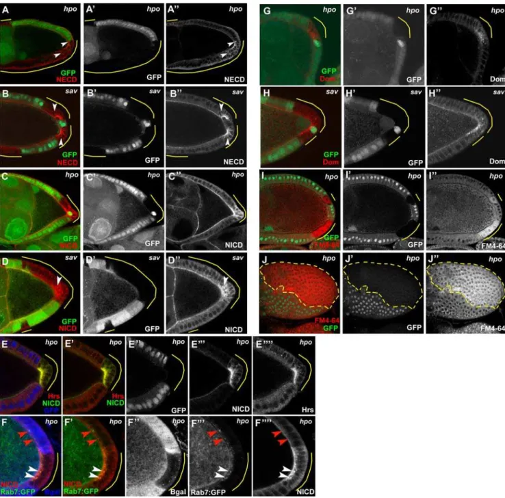 Figure 5. Defective endocytosis in Hpo pathway–mutant follicle cells. Both NECD and NICD accumulate in hpo (A,C) and sav (B,D) PFC clones of stage 9/10 egg chambers, including ectopic cytoplasmic puncta (arrowheads)