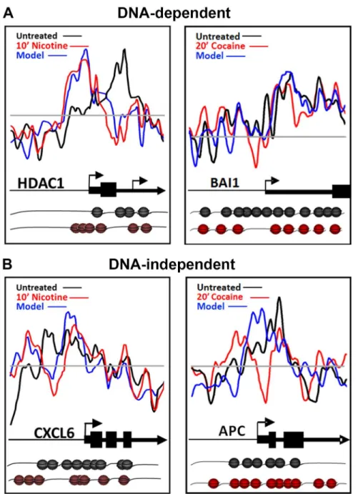 Fig 4. Role of DNA sequence in nicotine- and cocaine-induced nucleosome repositioning