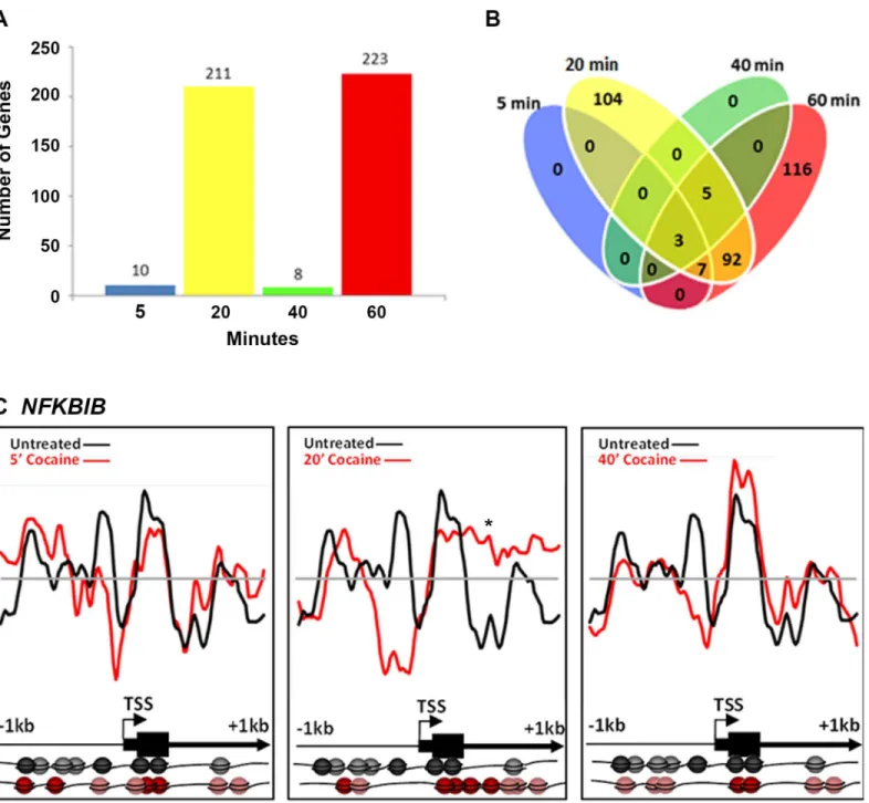 Fig 2. Cocaine-induced nucleosome repositioning. Comparative genome hybridization of mononucleosomally-protected DNA reveals a large-scale repositioning of nucleosomes following cocaine treatment