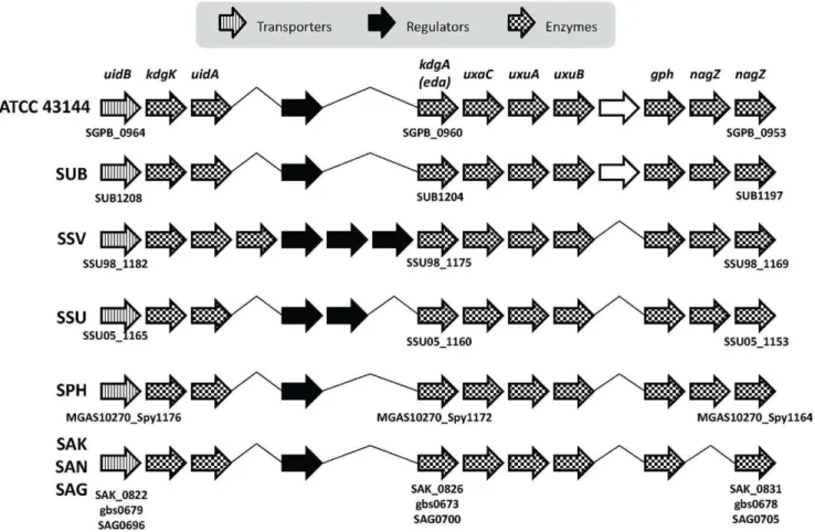 Figure 5. Conserved glucuronate and mannonate utilization gene cluster structure. Bacteria in the comparison includes: S