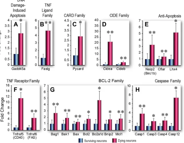 Fig 2. Apoptosis-related gene expression in dying and surviving neurons. A-H. Functional groups of genes involved in programmed cell death that are upregulated with significant (p&lt;0.05) or borderline significance (0.05 &lt; p &lt; 0.1) in dying vs survi