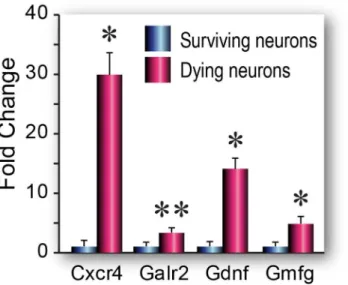 Fig 3. Neurotrophins &amp; Receptors PCR array gene expression in dying and surviving neurons