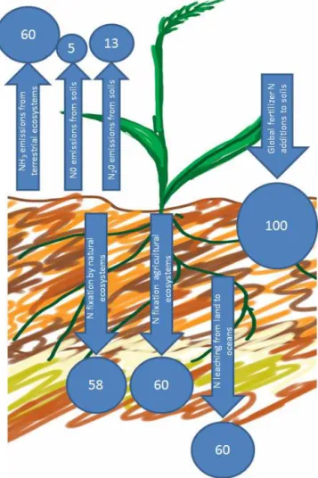 Figure 1. Global fluxes of N thorough soils (Tg N yr −1 ). Based on data from Fowler et al