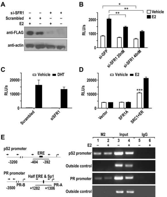 Figure 3. SFR1-A modulates ER transcription activity. (A) Western Blot was used to determine the effect of siRNA of SFR1 and control siRNA on FLAG-SFR1 expression