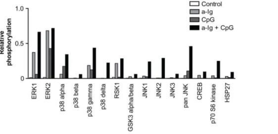 Figure 1. Screening of BCR and TLR9 stimulated kinase activation pattern in BJAB Burkitt’s lymphoma cells by MAPK protein profiler array