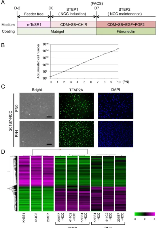 Figure 3. Sustained expansion of hNCCs with original characteristics. A) Schematic representation of the culture conditions