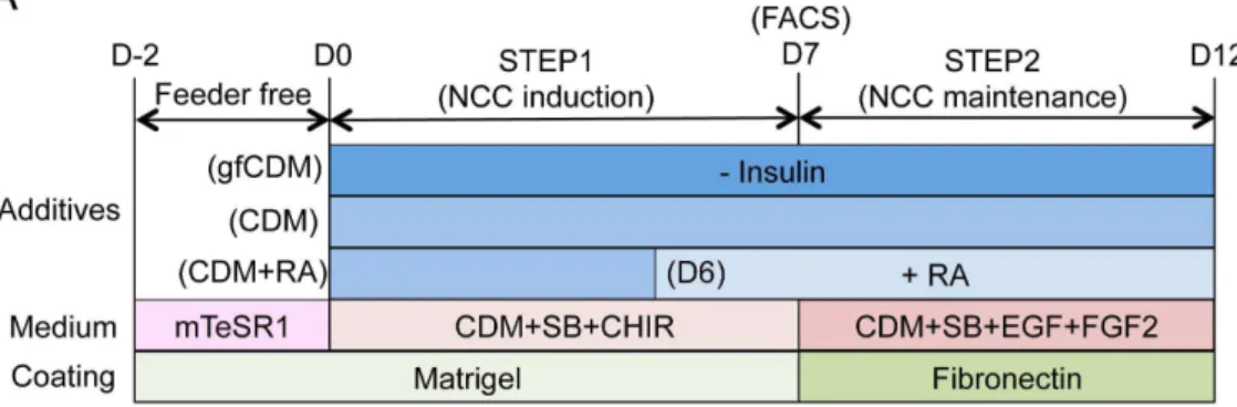 Figure 4. Modulation of regional characteristics of hNCCs. A) Schematic representation of culture conditions for the induction and maintenance of hNCCs