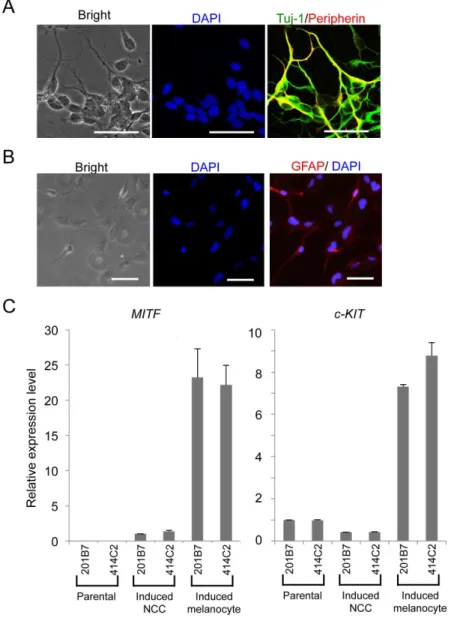 Figure 5. Derivation of peripheral neural cells, glia, and melanocytes from hNCCs. A) Neuronal differentiation of 201B7-derived hNCCs
