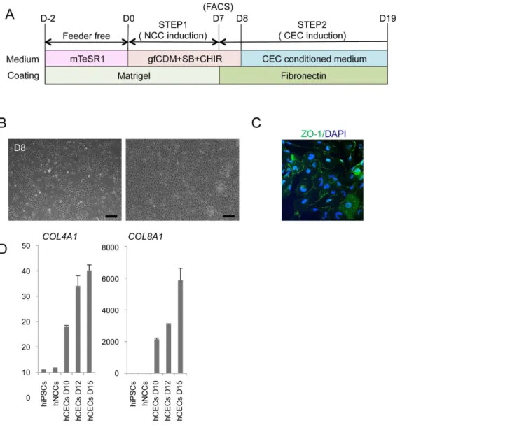 Figure 6. Derivation of corneal endothelial cells from hNCCs. A) Schematic protocol for the induction of corneal endothelial cells