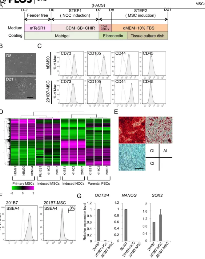 Figure 7. Derivation of hMSCs from hNCCs. A) Schematic protocol for the induction of hMSCs