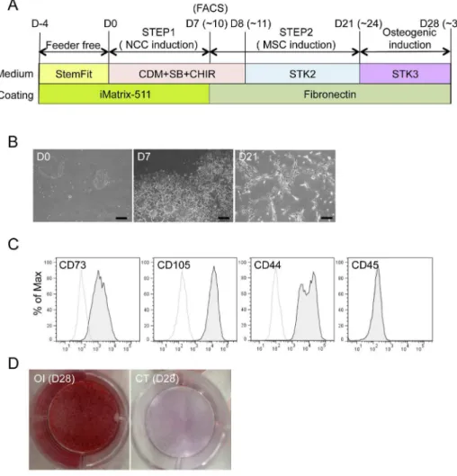 Figure 8. Derivation of hMSCs from hNCCs under defined culture conditions. A) Schematic protocol for the induction of hMSCs from hNCCs under defined culture conditions