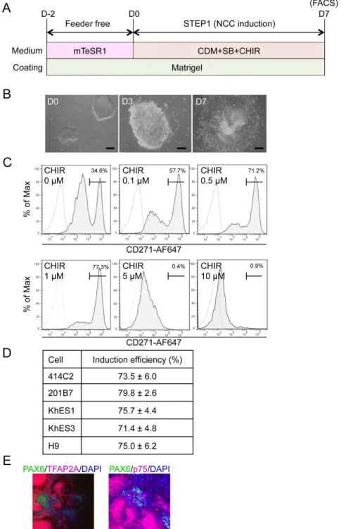 Figure 1. Induction of p75 high cells from hPSCs. A) Schematic representation of the protocol