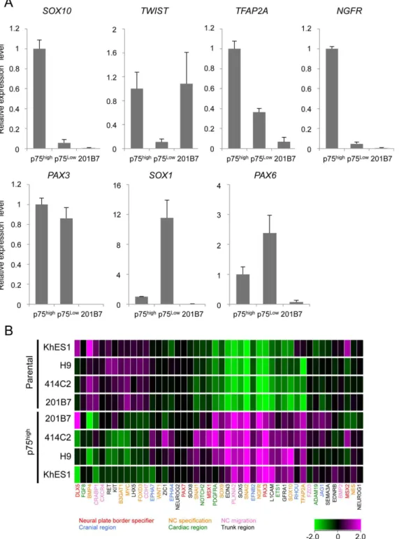 Figure 2. Expression profiles of sorted p75 high cells. A) The expression of marker genes in sorted p75 high and p75 low cells