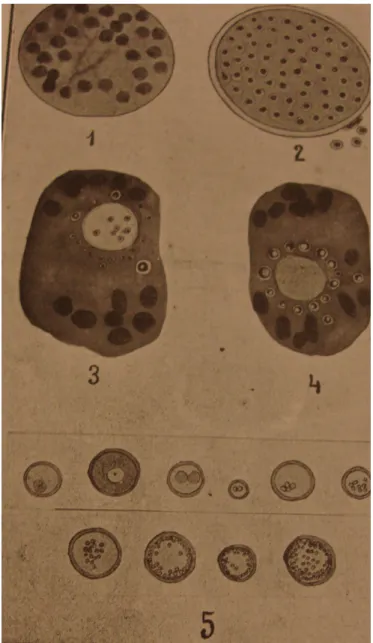 Figura 03- Reprodução do parasita. HABERFELD, Walter; HABERFELD, Axter. 